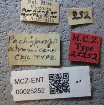 Media type: image;   Entomology 25252 Aspect: labels